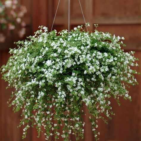 Outdoor Hanging Plants, Bacopa Plant, Hanging Plants Outdoor, Indoor Plant Wall, Artificial Plants Outdoor, Hanging Plants Indoor, Wall Garden, Indoor Plant Pots, Diy Plants