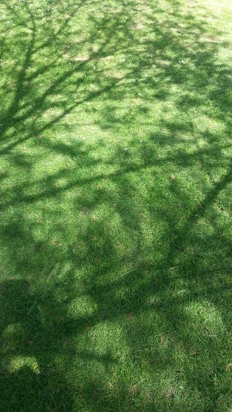 Tree shadows on my green lawn. Tree Shadow Photography, Landscape Pics, Shadow Tree, Tree Shadow, Shade Grass, Karuizawa, Shadow Photography, Little Shop Of Horrors, Green Backdrops