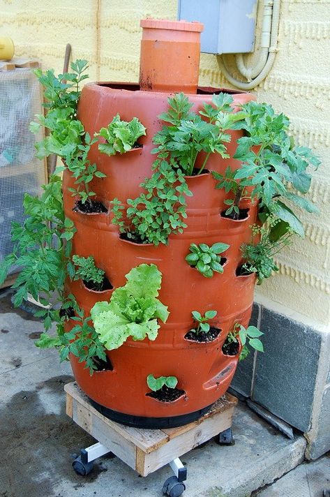 DIY Vertical Garden Worm Composting Planter from a 250 Litres Barrel Tower Garden Diy, Diy Vertical Garden, Vertical Vegetable Gardens, Compost Bins, Organic Waste, Worm Composting, Vertical Garden Diy, Vegetable Garden Diy, Tower Garden