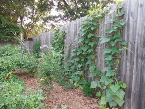 DIY Cucumber Trellis on Privacy Fence | Coffee to Compost Homemade Trellis, Compost Diy, Growing Cucumbers Vertically, Cucumber Trellis Diy, Cucumber Gardening, Trellis Netting, Diy Compost, Cucumber Trellis, Trellis Fence