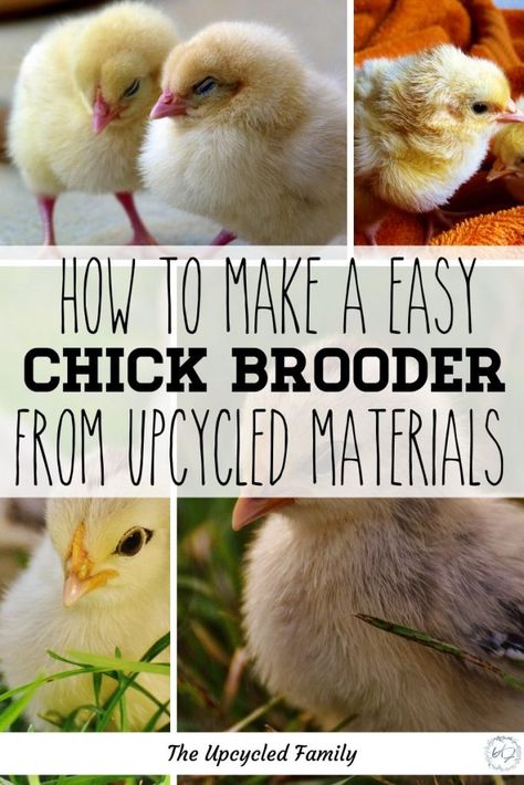 Chicken Brooder Ideas Diy, Chick Brooder Setup, Diy Chick Brooder, Diy Brooder Box Ideas, Brooder Box Ideas Diy Baby Chicks, Chick Brooder Ideas, Brooder Box Ideas Diy, Diy Brooder Box Baby Chicks, Chick Brooder Toys