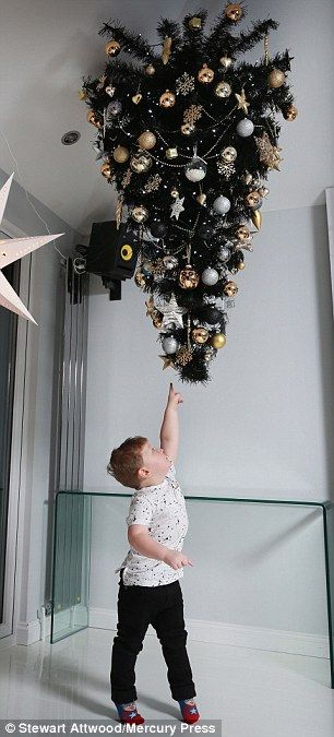 Stretch: Pictured, Kai Edwards, two, reaches for the family Christmas tree, bolted to the ... Christmas Tree Hanging From The Ceiling, Christmas Tree On Ceiling, Hanging Christmas Tree From Ceiling, Christmas Tree Hanging From Ceiling, Merry New Year, Family Christmas Tree, Mad Father, Diy Ceiling, Hanging Christmas Tree