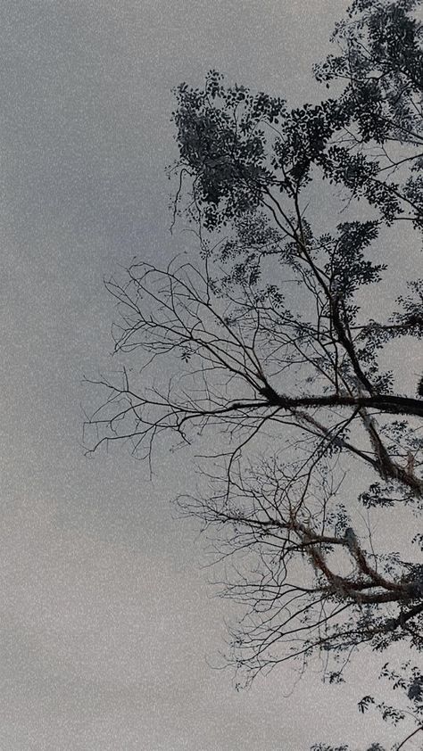 Trees Asthetic Picture, Tree Branch Aesthetic, Tree Asthetic Picture, Sky And Trees Aesthetic, Smokey Aesthetic, Smokey Wallpaper, Branch Tree, Asthetic Picture, Picture Tree