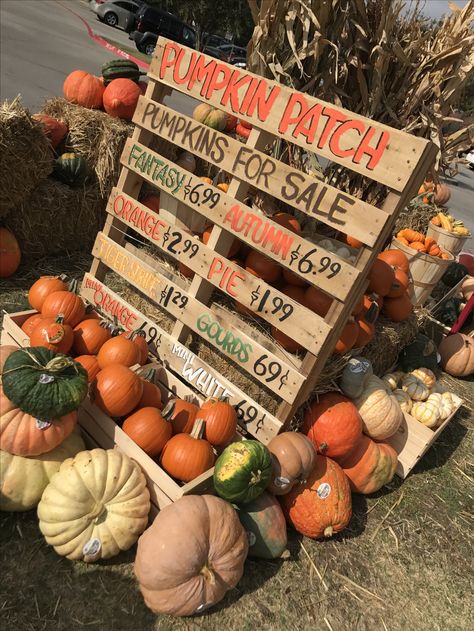 Pumpkin Patch Window Display, Pumpkin Patch Stand Diy, Pumpkin Farm Stand Ideas, Pumpkin Store Display, Fall Pallets Ideas, Diy Corn Maze At Home, Halloween Pumpkin Patch Ideas, Fall Pumpkin Displays Outside, Pumpkin Stand Roadside