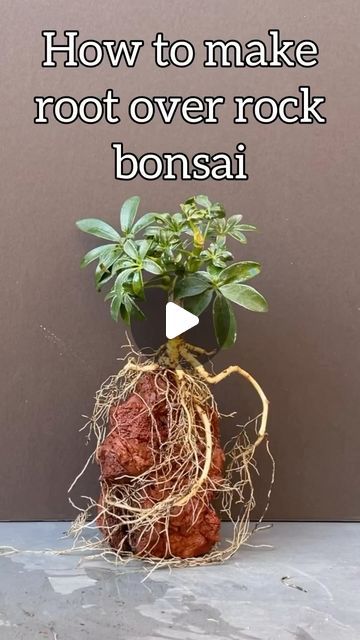 Planty Club on Instagram: "I haven’t done many root over rock bonsai but this Shefflera was perfect for it! 🌳🪨  📸: @zanestrees   #bonsai #bonsaitree #garden #gardening #plants #plantlovers #nature #design #art #plantdad #mood #greenthumb #beauty #howto #diy #asmr #natureasmr #trees #gardendesign #outdoors" Bonsai On Rock, Nature Design Art, Outdoor Bonsai Tree, Bonsai Styles, Gardening Plants, Tree Roots, Bonsai Tree, Nature Design, Green Thumb