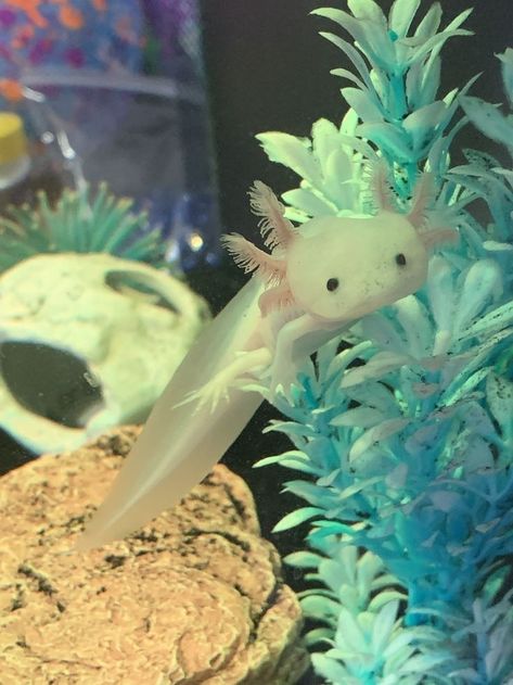 Axolotls Cute, Axolotl Photography, Axolotl Swimming, Axolotl Aesthetic, Pet Axolotl, Cool Sea Creatures, Axolotl Tank, Axolotl Cute, Tattoo Nature