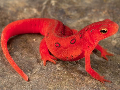 Red Spotted Newt, Red Salamander, Newt Salamander, Red Lizard, Amazing Frog, Reptile Snakes, Cute Reptiles, Interesting Animals, Cool Animals