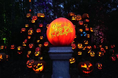 Jack O Lantern Spectacular, 1 September, September 28, Jack O, Holidays Halloween, Jack O Lantern, Minnesota, Lanterns, Read More