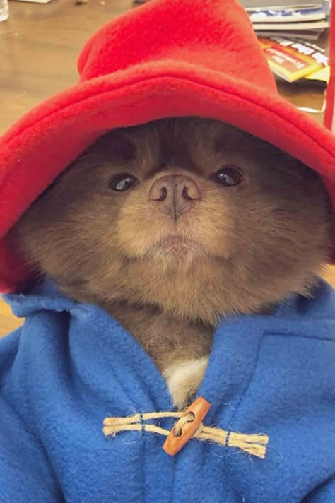 Pomeranian Dressed Up as Paddington Bear Oso Paddington, Pet Parade, Medium Coat, Toggle Coat, Famous Dogs, Pet Halloween Costumes, Mini Goldendoodle, Paddington Bear, Awesome Animals