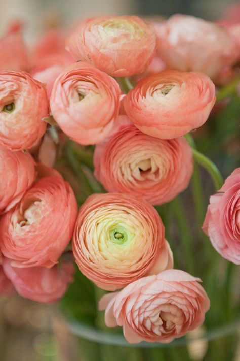 #ranunculus, #peach  Photography: Moss + Isaac - mossandisaac.com  Read More: http://www.stylemepretty.com/living/2012/11/18/flower-arranging-party-from-gabriella-new-york/ Peach Ranunculus, Backyard Flowers Garden, Ranunculus Flowers, Coral Flowers, Have Inspiration, Flower Arrangements Diy, Peach Flowers, Ranunculus, Beautiful Blooms