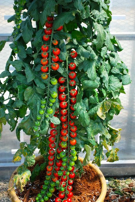 'Rapunzel' tomato Tanaman Tomat, Tomato Gardening, نباتات منزلية, Garden Veggies, Veg Garden, Have Inspiration, Veggie Garden, Edible Garden, Growing Food