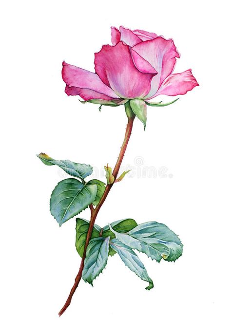 Flower Art Drawing, Rose Drawing, Flower Sketches, Soyut Sanat Tabloları, Watercolor Flower Art, Pink Photo, 수채화 그림, Watercolor Flowers Paintings, Botanical Painting