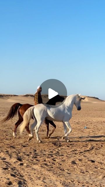 Cheval Essaouira 🐎 on Instagram: "Wild soul in a strong heart, we all can see his halo 🤍 If my soul mate was a horse 🎠 Balios —- 📸 : @cheval__essaouira —- #stallion #horse #horselove #horsepower #cheval #essaouira #maroc #morocco" Mating Of Horses, Stallion Horses Mating, Mating Of Animals, Arabian Horses, Spanish Horse, Horses Videos, Horse Video, Horses Mating Equestrian, Horse Stuff