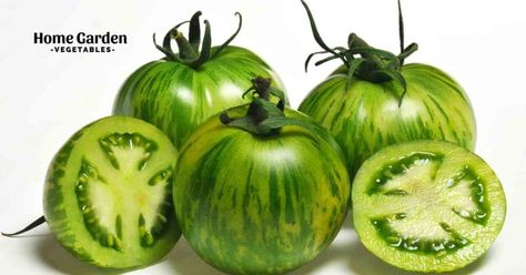 Green Zebra Tomato, Green Tomato Salsa, Purple Tomato, Yellow Vegetables, Types Of Tomatoes, Varieties Of Tomatoes, Zebra Plant, Growing Greens, Garden Vegetables