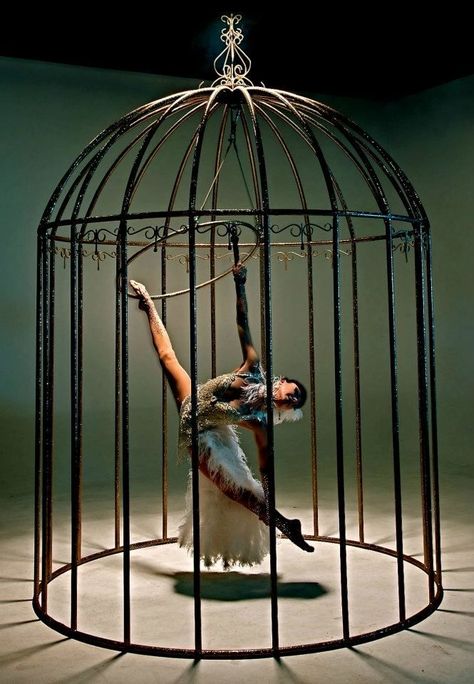 donatella dragna ; caraval series Bird In Cage, Bird In A Cage, Circus Aesthetic, Dark Circus, The Caged Bird Sings, Creation Photo, Night Circus, Aerial Arts, Aerial Hoop