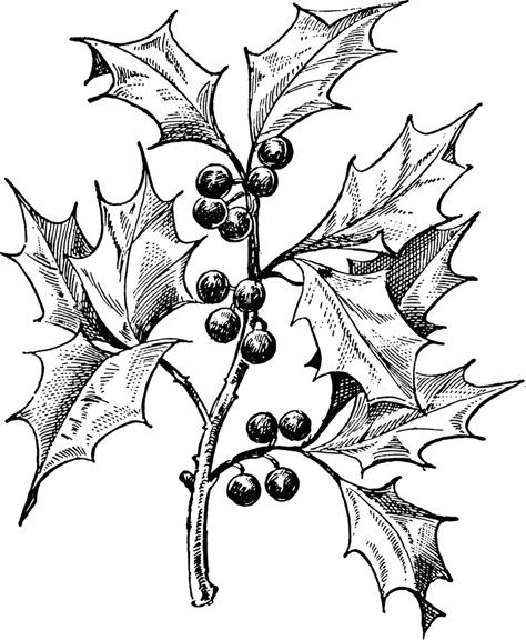 Related image Xmas Drawing, Christmas Sketch, Holly And Berries, Christmas Card Art, Art Carte, Holly Leaves, Card Making Supplies, Images Vintage, Christmas Drawing