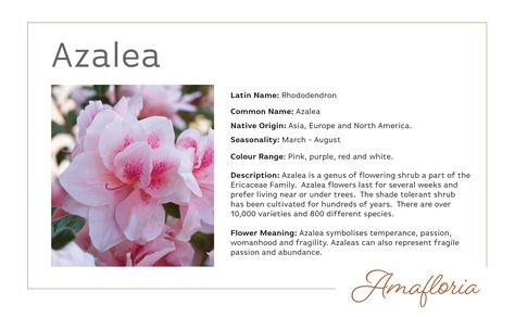 Azalea Meaning, Flowers Meanings, Saving Earth, Common House Plants, Pretty Flowers Pictures, Flower Language, Azalea Flower, Painting Flowers Tutorial, British Flowers