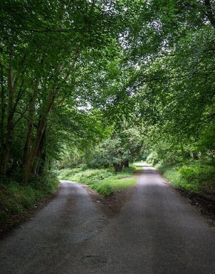 Two Roads Diverged, Robert Frost Poems, The Road Not Taken, Teacher Freebies, Classroom Freebies, Robert Frost, Rustic Contemporary, I Remember When, World View