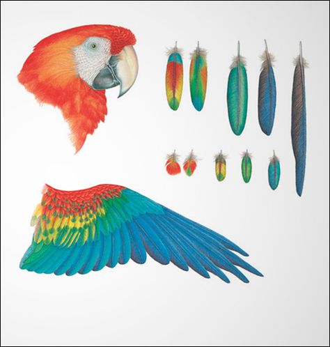 Psittacidae Scientific Illustartion Amazon Birds, Parrot Wings, رسم كاريكاتير, Parrot Feather, Gcse Art Sketchbook, Parrots Art, Wings Drawing, Paper Birds, Bird Wings