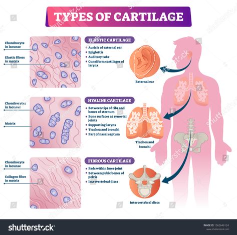 Types of cartilage vector illustration. Labeled educational tissue scheme. Smooth elastic rubber like padding for long bones protection at joints. Medical description with hyaline and fibrous example. #Ad , #ad, #tissue#educational#scheme#elastic Human Body Tissue, Hyaline Cartilage, Ear Reflexology, Medical Photography, Basic Anatomy And Physiology, Tissue Types, Collagen Fibers, Biology Facts, Nursing School Survival