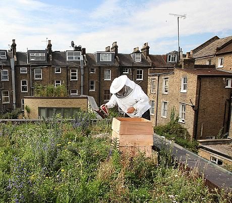 A new beehive installed on a rooftop garden in Islington, north London Urban Rooftop, Urban Beekeeping, Rooftop Gardens, Urban Agriculture, The Lure, Bee Garden, Urban Modern, Community Gardening, City Living