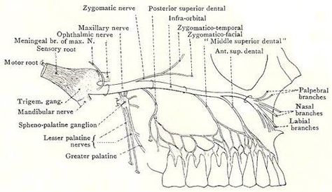 maxillary nerve Mandibular Nerve, Ulnar Nerve Anatomy, Maxillary Nerve Branches, Musculocutaneous Nerve, Nerve Innervation Anatomy, Maxillary Nerve, Dental Anatomy, Medical Anatomy, Head And Neck