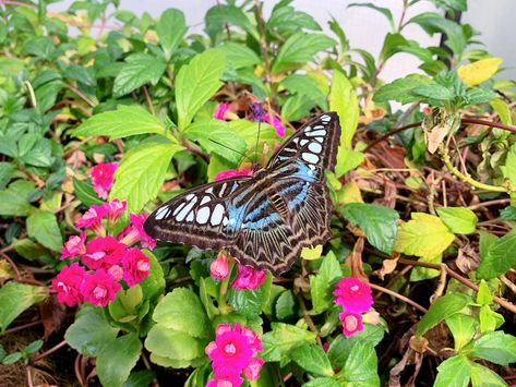 Denver plays host to an incredible array of experiences, one of the most unique is our incredible Butterfly Pavilion. This insectarium is a must visit … The post 3 Reasons to Visit Butterfly Pavilion appeared first on We Got The Funk. Butterfly Pavilion, Crafts For Kids, The Incredibles