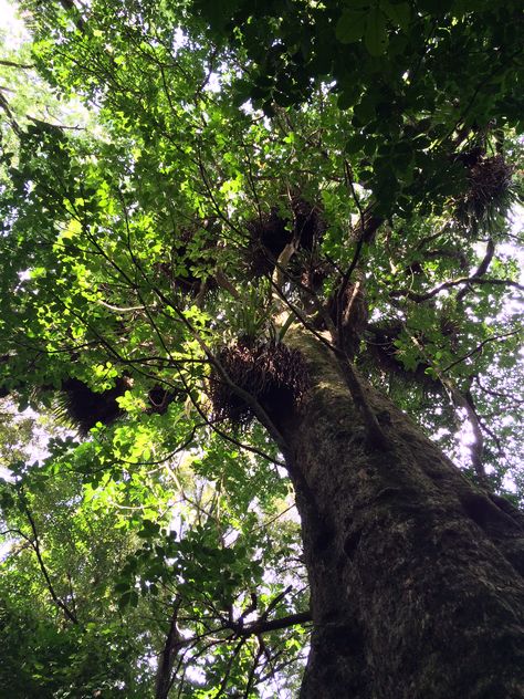 Giant Puriri Tree, Pukekura Park, New Plymouth Puriri Tree, Pukekura Park, New Plymouth, Island House, Plymouth, New Zealand, Solar, Trees, Plants