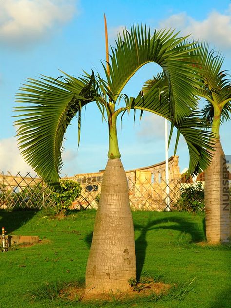 Tree Reference, Brachychiton Rupestris, Bottle Palm Tree, Palm Tree Types, Flowers Guide, Palm Tree Images, Florida Trees, Trees Landscaping, Palm Trees Landscaping