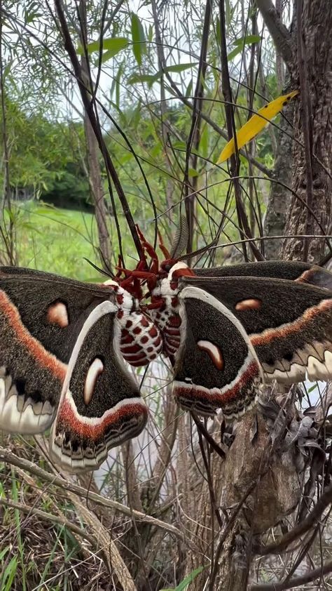 Egg Hatching, Cecropia Moth, Cute Moth, Regnul Animal, Animals Amazing, Beautiful Bugs, Pretty Animals, Shades Of Brown, Cute Wild Animals