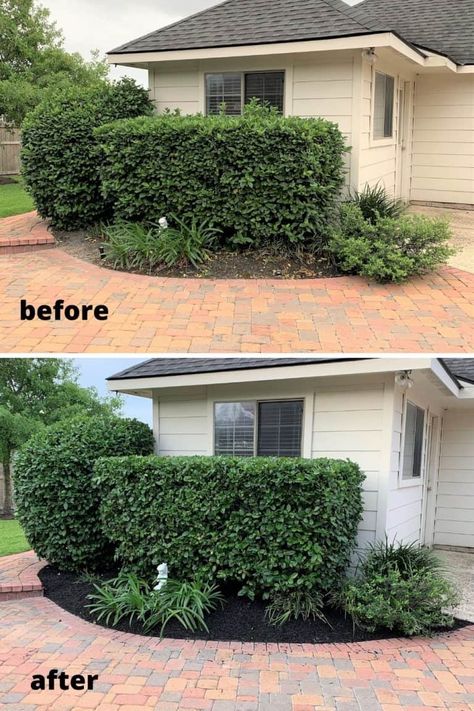 Trimming Hedges & Shrubs: Yard Work 101 - thetarnishedjewelblog Cedar Hedge, Hedge Trimming, Flower Hedge, Trimming Hedges, Sustainable Landscaping, Lush Lawn, Lawn Maintenance, Tree Trimming, Landscape Services