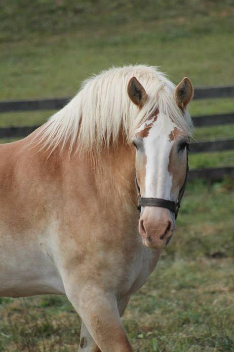 Big Horse Breeds, Belgian Draft, Draft Horse Breeds, Belgian Draft Horse, Belgian Horse, Wild Horses Running, Horse Markings, Horse Coat Colors, Palomino Horse