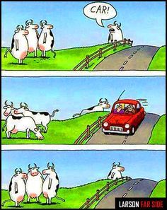 the farside cows. to this day, when i'm driving and see cows, i think of this. Farside Comics, Cow Jokes, Gary Larson Far Side, Gary Larson Cartoons, Far Side Cartoons, Far Side Comics, Gary Larson, Funny Cartoons Jokes, Online Comics