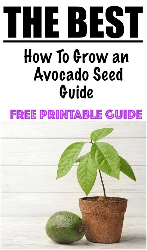 How to Grow an Avocado Seed into a Tree - Lose Weight By Eating Planting An Avocado Seed, Avocado Seed Growing How To, How To Grow Avocado From Seed, Plant An Avocado Seed, Avocado Plant From Seed, Avocado Seed Growing, Avocado Plant, Grow Avocado, Seedling Pots