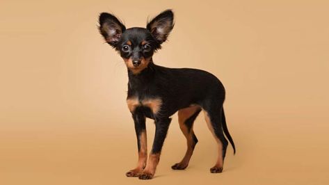 Russian Toy - Price, Temperament, Life span Russian Toy Terrier, English Toy Terrier, Cute Puppy Names, Toy Terrier, Rat Dog, Manchester Terrier, Toy Dog, Puppy Names, Companion Dog