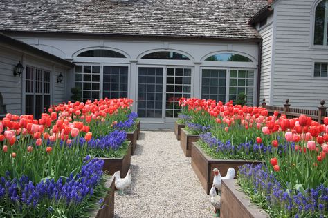 raised planting beds with tulips, landscape design by Conte & Conte, LLC created by Fairfield House & Garden Co. Pea Gravel Patio, Raised Flower Beds, Flower Bed Designs, Vegetable Garden Raised Beds, Gravel Patio, Front Yard Design, Tulips Garden, Raised Planter, Garden Bulbs