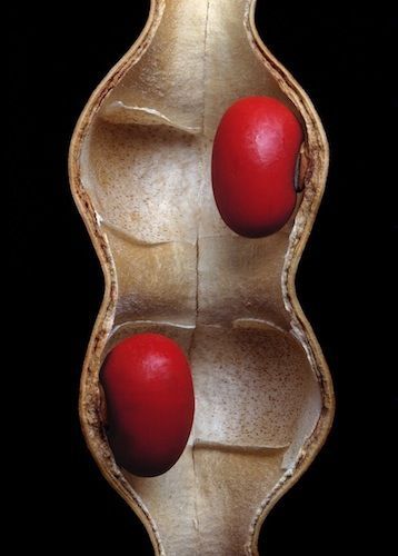 Seed Pods Bean Seeds, Cerámica Ideas, Living Art, Flora Fauna, Nature Flowers, Nature Plants, Seed Pods, Natural Forms, Patterns In Nature