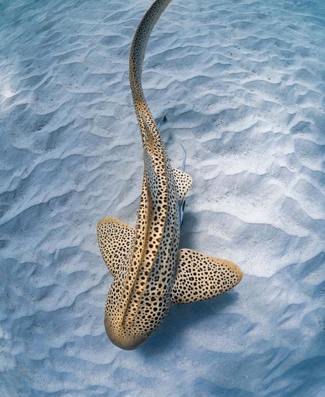 Cool Sea Creatures, Find Your Spirit Animal, Zebra Shark, Leopard Shark, Shark Pictures, Nurse Shark, Shark Swimming, Beautiful Sea Creatures, Your Spirit Animal