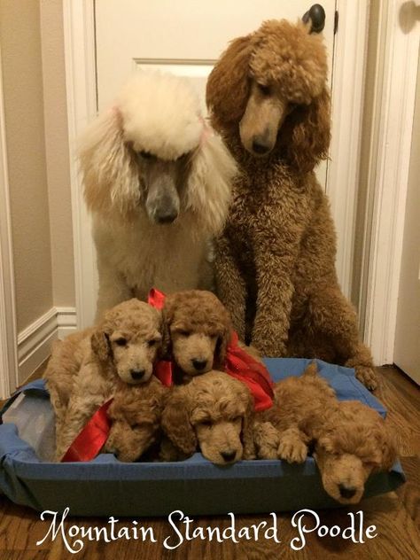 Party Poodle, Apricot Standard Poodle, Anjing Poodle, Standard Poodle Puppies, Grooming Ideas, Poodle Hair, Poodle Haircut, Poodle Puppy Standard, Poodle Cuts