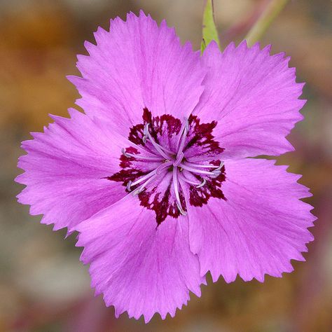 Dianthus chinensis #1 | Best viewed @ large size Caryophylla… | Flickr Pink Dianthus, Greyish Green, The Verb, Sweet William, Green To Blue, Plant Growing, Perennial Herbs, Pinking Shears, Mid Summer