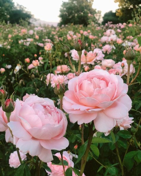 Grace Rose Farm on Instagram: “Carding Mill is the most beautiful and easy care peach rose we’ve ever grown! Our Carding Mill roses are loaded beyond loaded with buds…” Rosé Core, Patio Gardening, Rose Farm, Grace Rose, Rose Gardening, Aesthetic Rose, Victoria Magazine, Rose Aesthetic, Rose Care