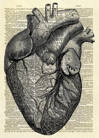 Human Heart Diagram Dictionary Art Print Heart Diagram Drawing Aesthetic, Heart Diagram Aesthetic, Real Heart Aesthetic, Heart Structure Diagram, Human Heart Diagram, Hole In Heart, Human Heart Art, Anatomical Drawings, Education Goals