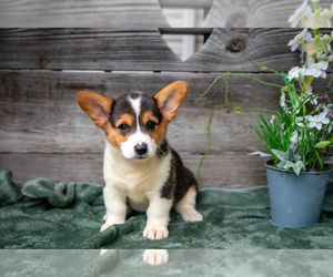 View Ad: Pembroke Welsh Corgi Litter of Puppies for Sale near Pennsylvania, RONKS, USA. ADN-818454 Goldendoodle Miniature, Corgi Puppies For Sale, Bernese Mountain Dog Puppy, Litter Of Puppies, Poodle Puppy Standard, Pembroke Welsh Corgi Puppies, Mini Goldendoodle Puppies, Corgi Puppies, Welsh Corgi Puppies