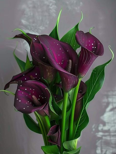 Mermaid Flowers, Purple Calla Lilies, Goth Garden, Strange Flowers, Large Flower Arrangements, Gothic Garden, Rose Flower Wallpaper, Exotic Orchids, Nothing But Flowers