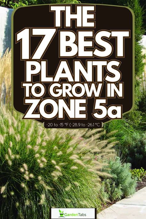 The 17 Best Plants to Grow in Zone 5a -20 to -15 °F (-28.9 to -26.1 °C) Zone 5 Perennial Garden, Foundation Planting Zone 5, Zone 5 Garden Layout, Zone 5 Landscaping Ideas, Zone 5a Gardening, Landscaping Zone 5, Zone 5b Landscaping, Zone 5 Flowers, Zone 5 Landscaping