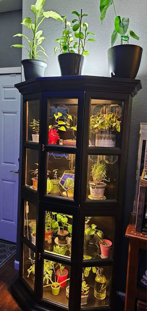 Display Cabinet Diy, Diy Home Interior, Beautiful Terrariums, Healing Room, Indoor Greenhouse, Glass Display Case, Backyard Inspiration, Small Apartment Decorating, Room Display