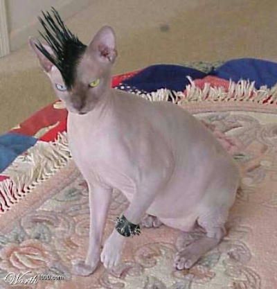 Heavy Metal Cat, Punk Cats, Ugly Cat, Cute Rats, Hairless Cat, Funny Cute Cats, Funny Animal Pictures, Beautiful Cats, 귀여운 동물