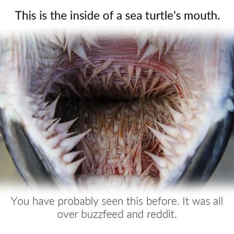 Inside of a snapping turtle's mouth Sea Turtle Facts, Leatherback Sea Turtle, Jellyfish Sting, Loggerhead Turtle, Science Images, Science Themes, Animal Books, Sea Turtles, Facebook Image