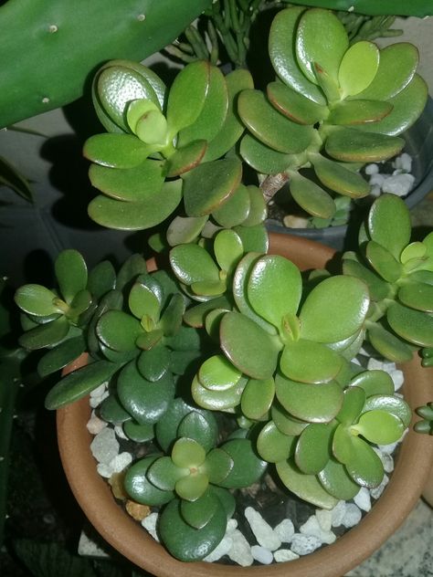 Crassula ovata Jade Crassula Ovata, Plant Aesthetic, Jade, Plants