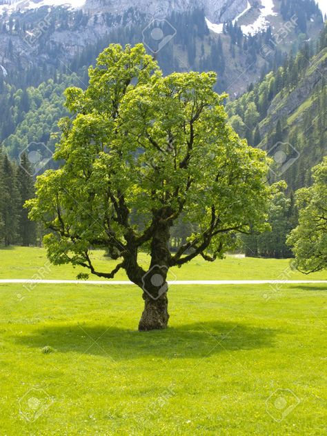 Single Tree Photography, Trees Reference, Plants Reference, Tree Reference, Gorgeous Trees, Maple Leaf Tree, Draw Trees, Trees In Winter, Nature Photography Trees